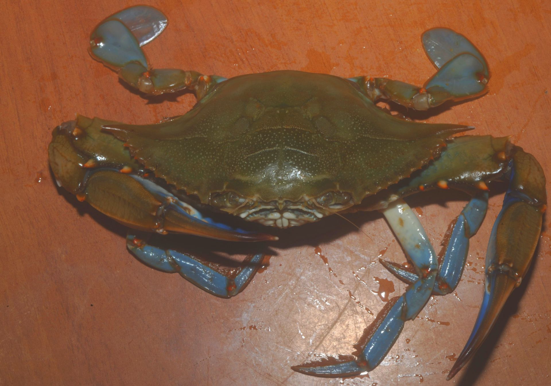 Ho mangiato il granchio blu